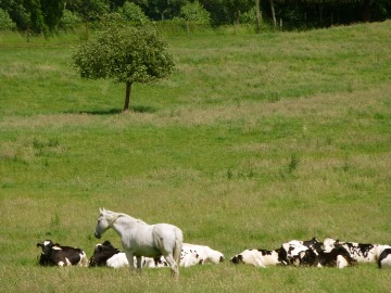Gaasbeek 028