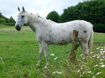 Gaasbeek 038