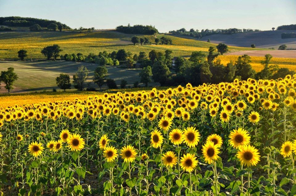Tournesol bis