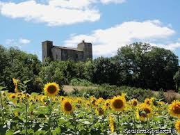 Tournesol